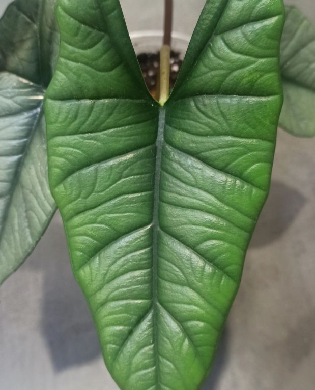 alocasia platinium