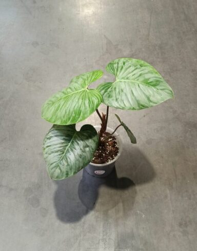 philodendron sodiroi