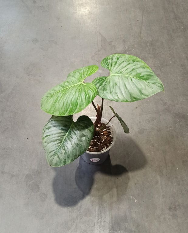 philodendron sodiroi