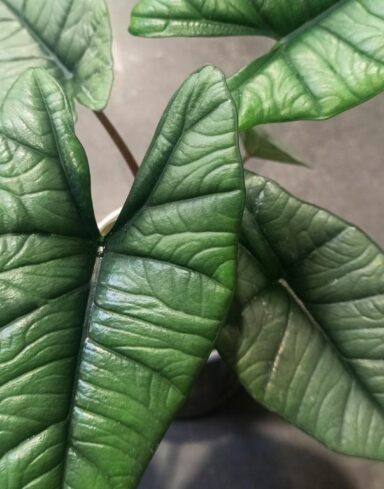 Alocasia Platinium alternative