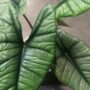 alocasia platinium