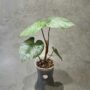 philodendron sodiroi