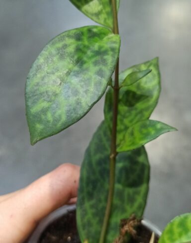 Aeschynanthus Marmoratus alternative