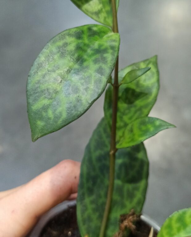 Aeschynanthus Marmoratus