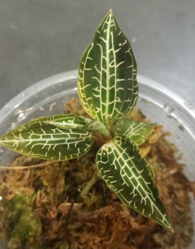 Goodyera Pusilla