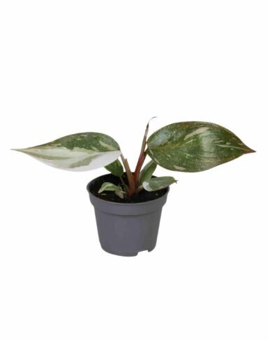 Philodendron Red Anderson