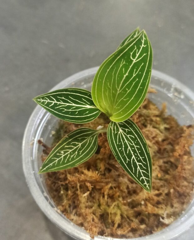 ludisia discolor Silvergreen