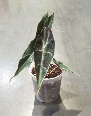 alocasia longiloba purple taille S pot 9cm