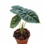 alocasia golden bone