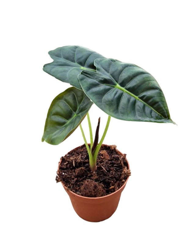 alocasia golden bone