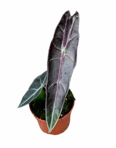 Alocasia Longiloba Purple alternative