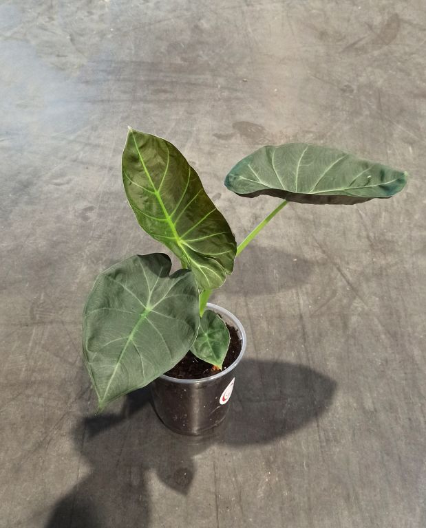 alocasia golden bone