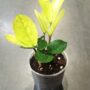Zamioculcas zamiifolia 'Chameleon' feuilles panachées jaunes et vertes
