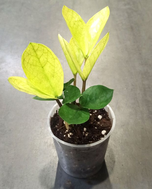 Zamioculcas zamiifolia 'Chameleon' feuilles panachées jaunes et vertes