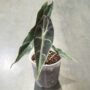 Alocasia Longiloba Purple