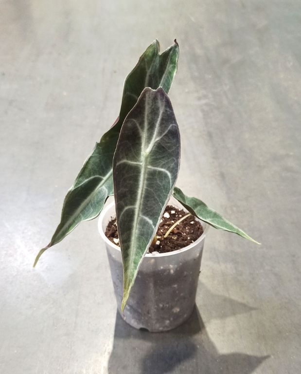 Alocasia Longiloba Purple