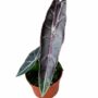 Alocasia Alocasia Longiloba Purple