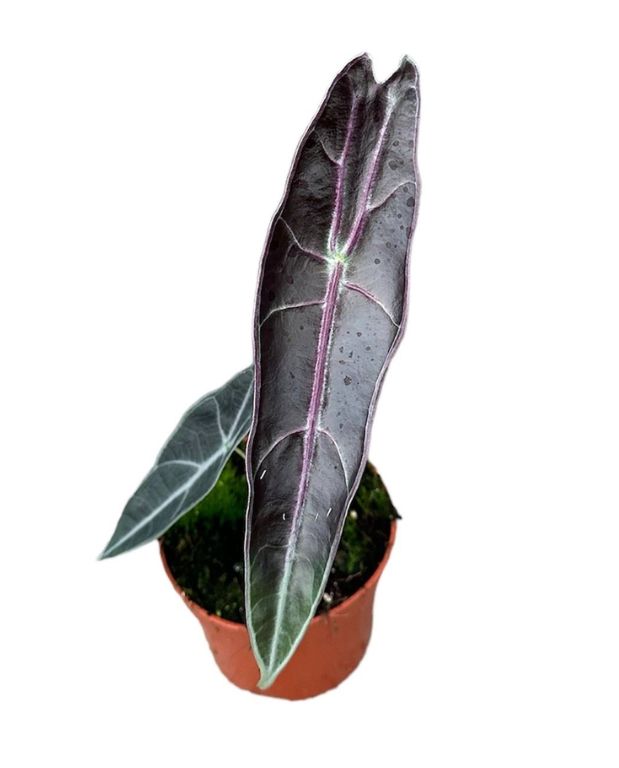 Alocasia Alocasia Longiloba Purple