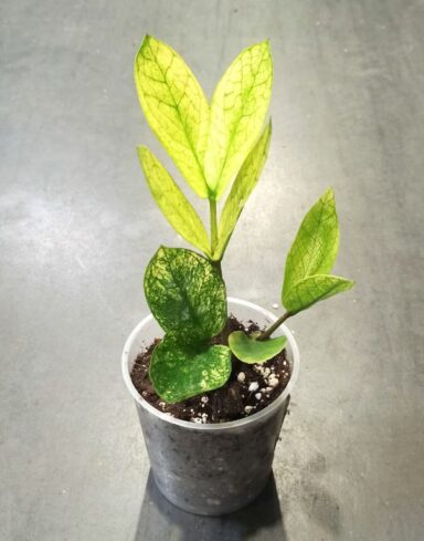 Zamioculcas zamiifolia 'Chameleon' plantes rares d'ombre très facile
