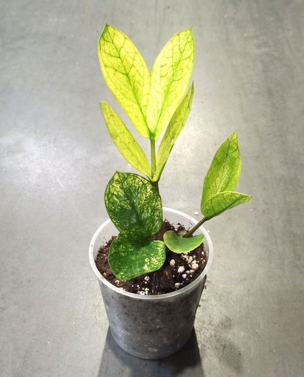 Zamioculcas zamiifolia 'Chameleon' plantes rares d'ombre très facile