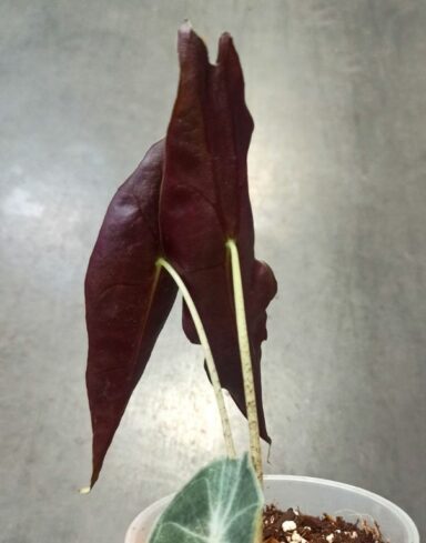 Alocasia Longiloba Purple alternative