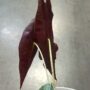 Alocasia Longiloba Purple