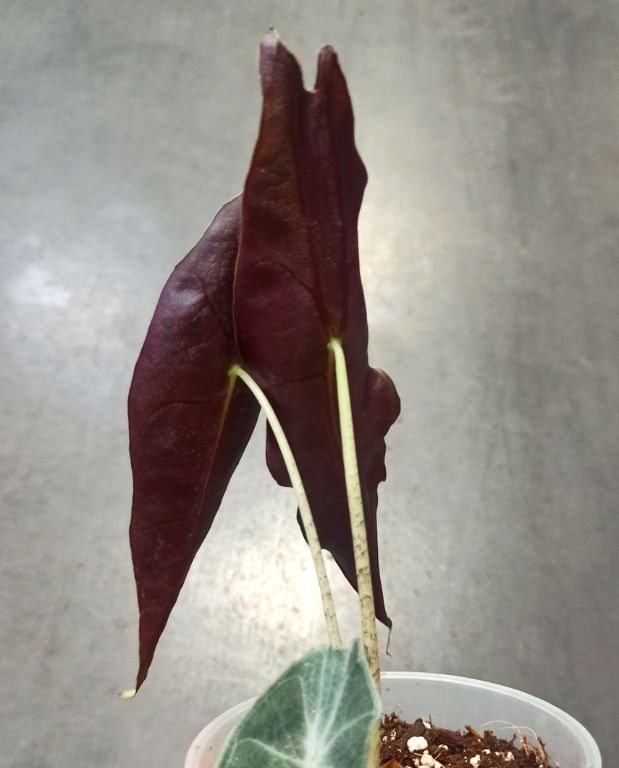 Alocasia Longiloba Purple