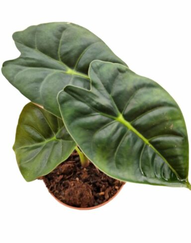 Alocasia Golden Bone alternative