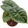 alocasia golden bone