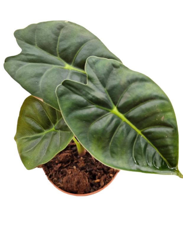 alocasia golden bone