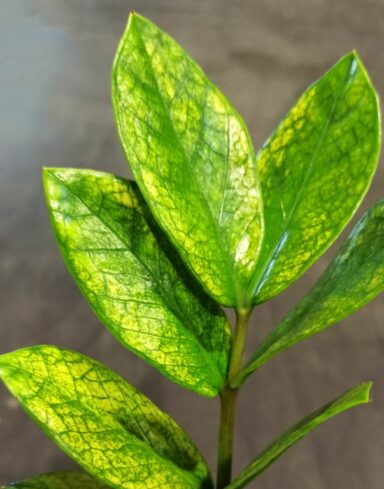 Zamioculcas Zamiifolia Chameleon alternative