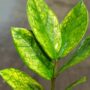 zamioculcas zamiifolia chameleon