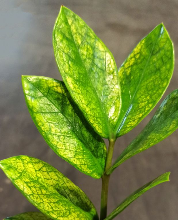 zamioculcas zamiifolia chameleon