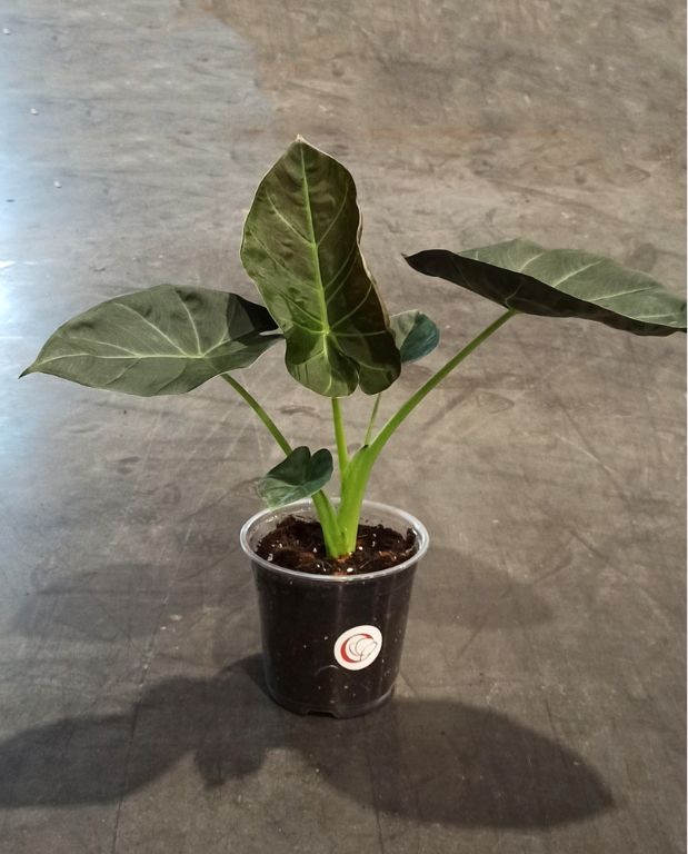 alocasia golden bone