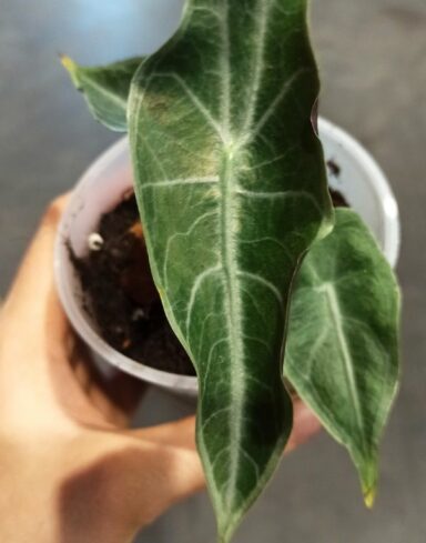 Alocasia Longiloba Purple alternative