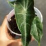 alocasia longiloba purple