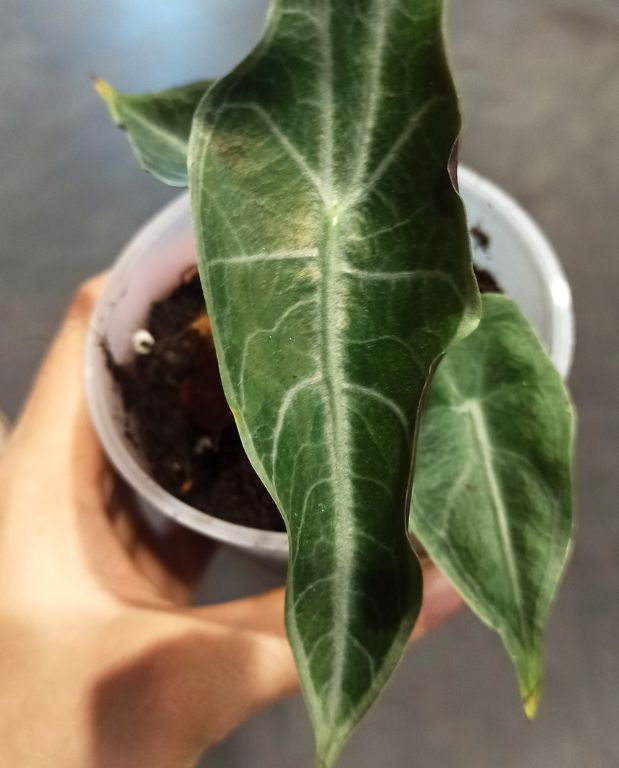 alocasia longiloba purple