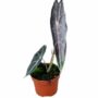 Alocasia Alocasia Longiloba Purple