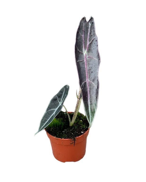 Alocasia Alocasia Longiloba Purple