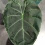 alocasia golden bone