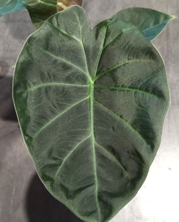 alocasia golden bone