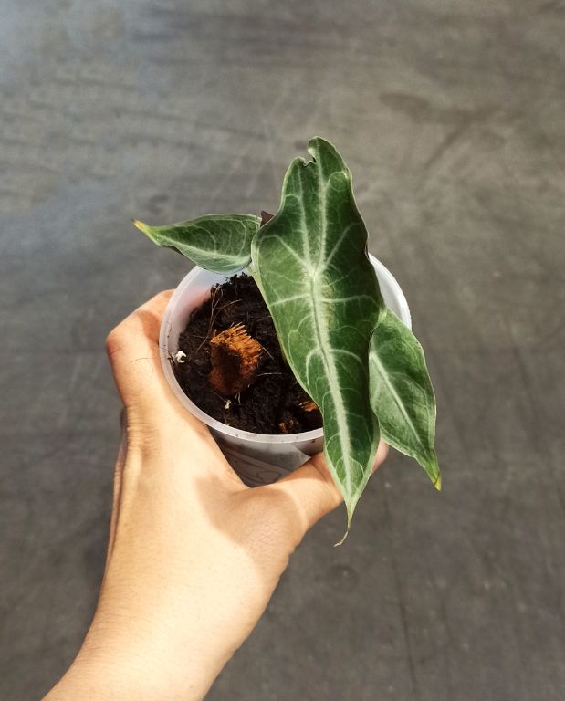 alocasia longiloba purple