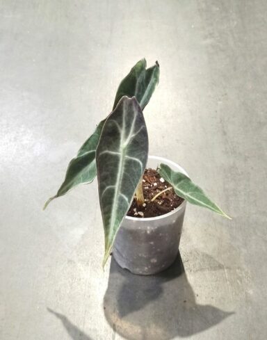 Alocasia Longiloba Purple