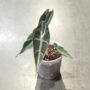 Alocasia Longiloba Purple