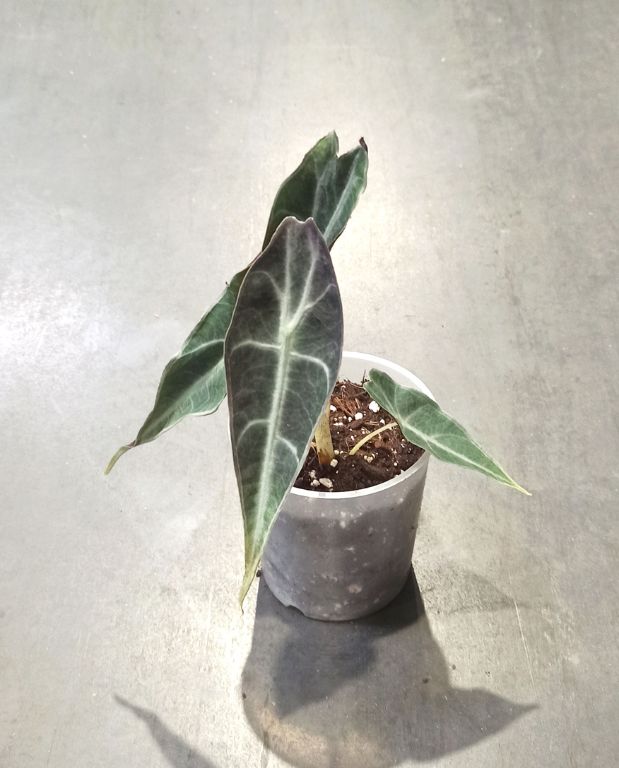 Alocasia Longiloba Purple