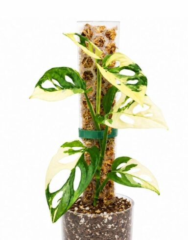 tuteur plat transparent pour plantes grimpantes