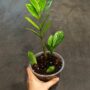 zamioculcas zamiifolia chameleon