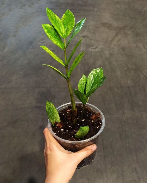 zamioculcas zamiifolia chameleon