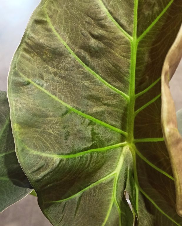 alocasia golden bone