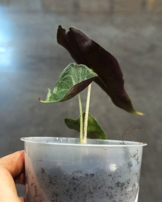 alocasia longiloba purple